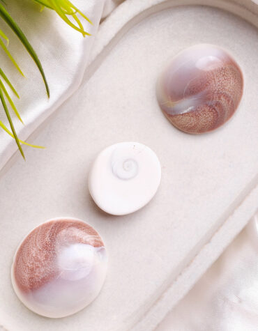 gomti chakra big shell