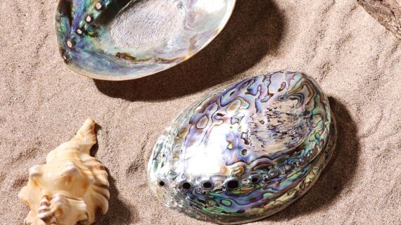 Abalone Shell