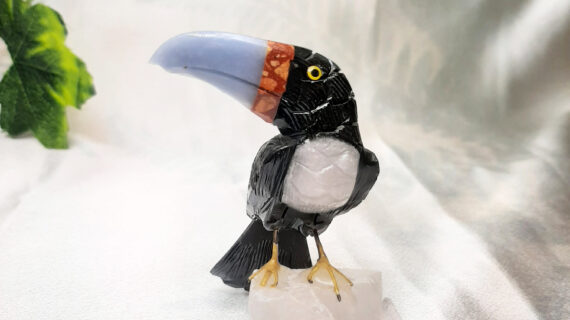 Toucan Bird