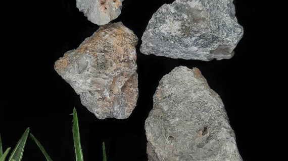 Premium Moss Agate Raw Stones