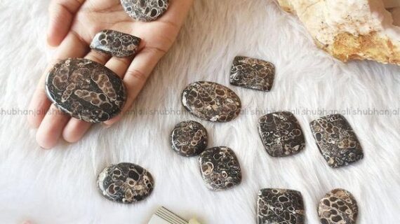 Turritella Agate Cabochon