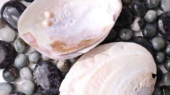 Mother of Pearl Shell