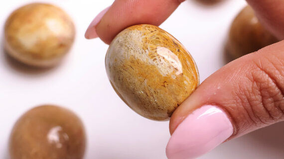 Fossil Jasper Tumble Stone