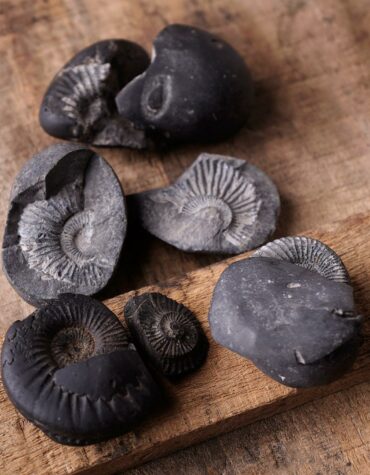 Natural Shaligram Stone