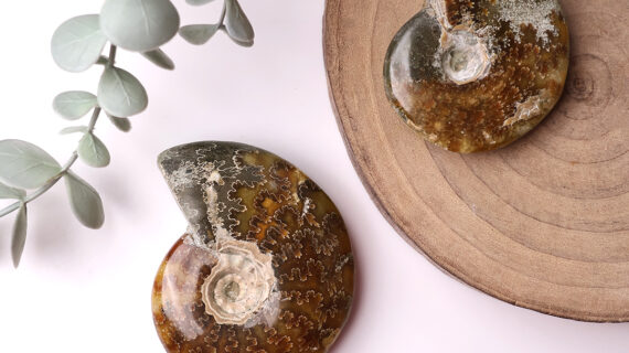Ammonite Stone