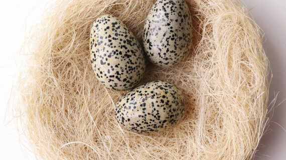 Dalmatian Jasper Egg