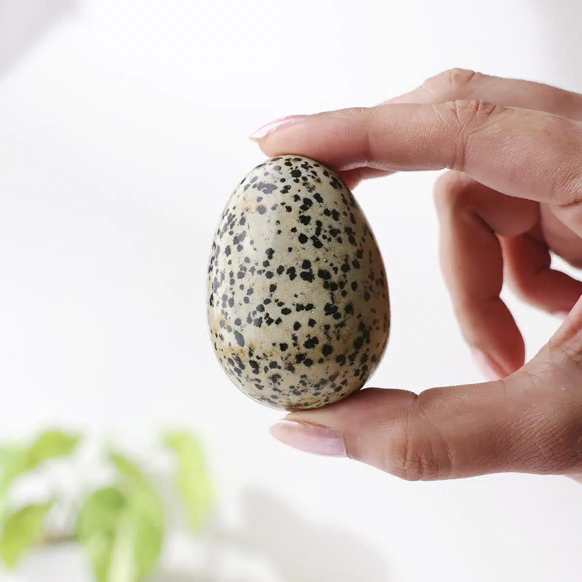 dalmatian-jasper-egg (5)