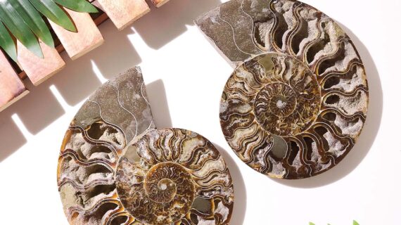 Ammonite Big Pair