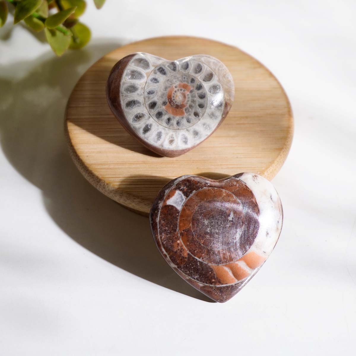 Fossil heart (6)