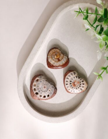 fossil heart