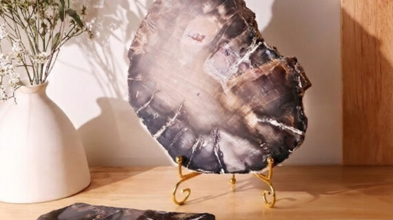 Black petrified wood slab