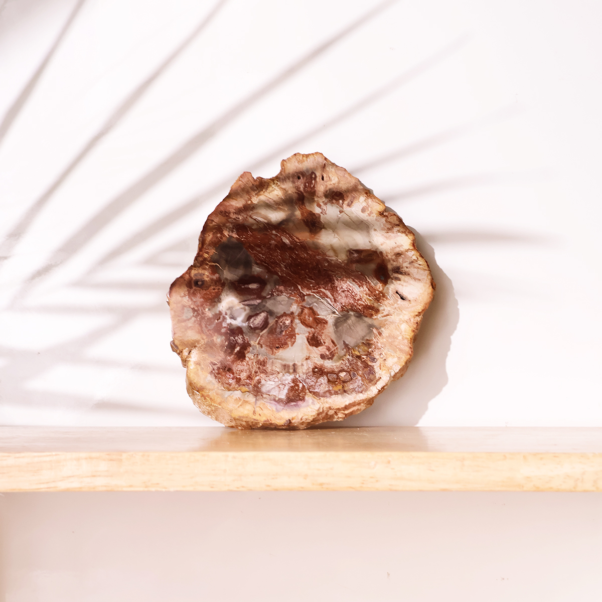 Red Petrified Wood Slab (8)