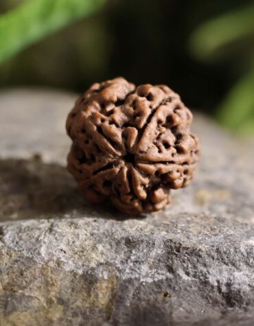 Five Face Rudraksha-Shubhanjali Store