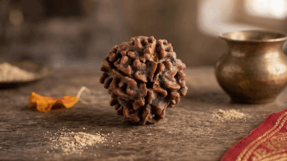 Four Face Rudraksha