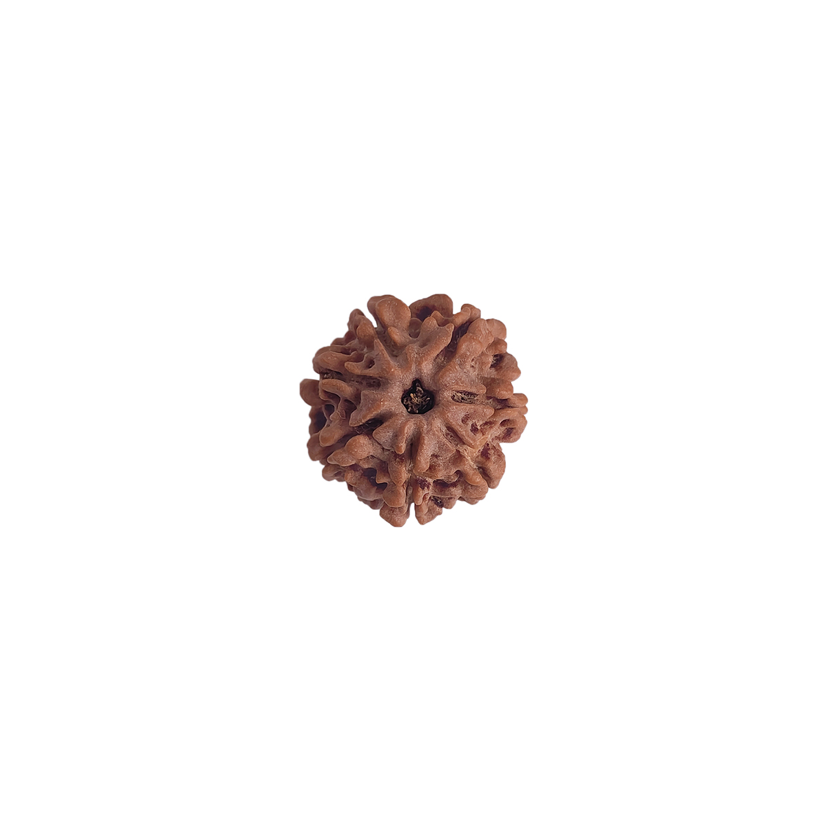 Seven Face Rudraksha-Shubhanjali Store (3) seven face rudraksha