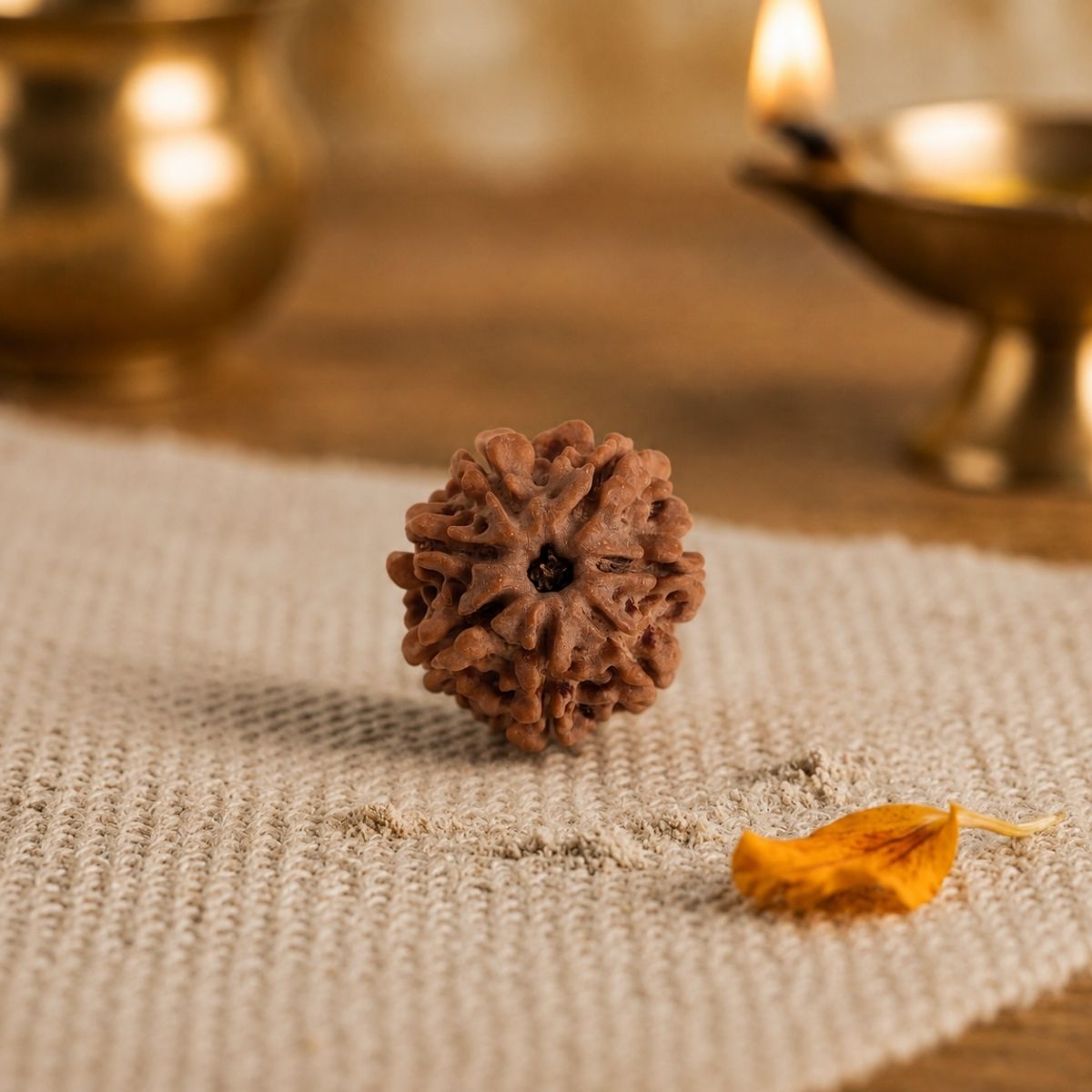 Seven Face Rudraksha-Shubhanjali Store (4) seven face rudraksha