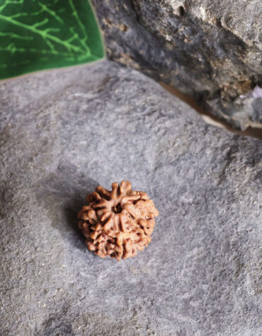 seven face rudraksha