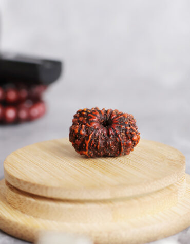 11 face rudraksha