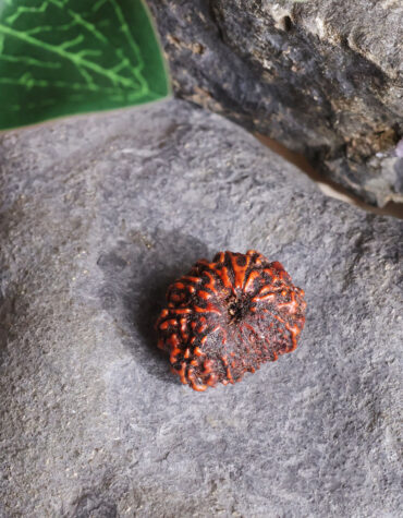 11 face rudraksha