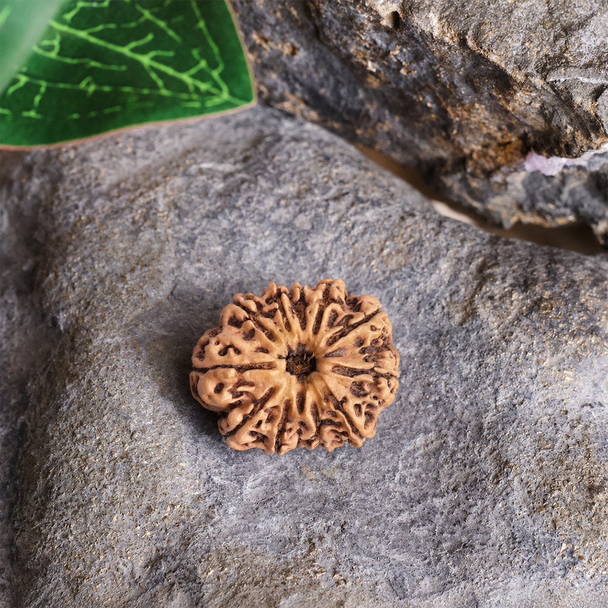 12 Face Rudraksha (3) 12 face rudraksha