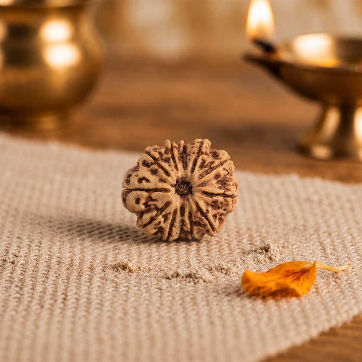 12 Face Rudraksha (4) 12 face rudraksha