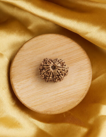 12 face rudraksha