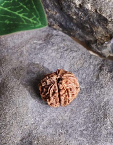 eight face rudraksha