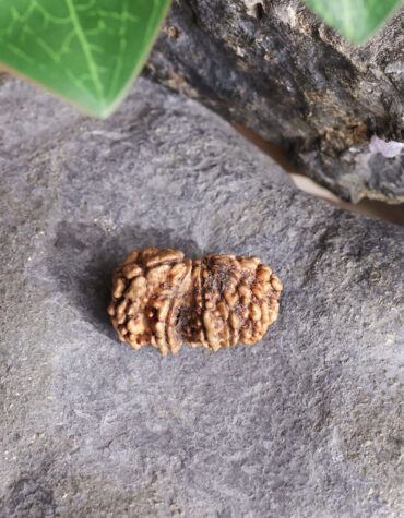 gauri shankar rudraksha
