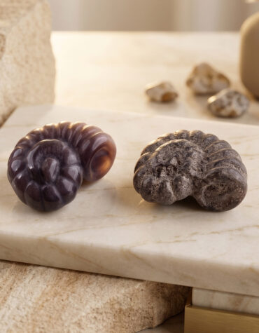 mix ammonite shell carving