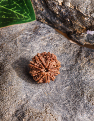 nine face rudraksha