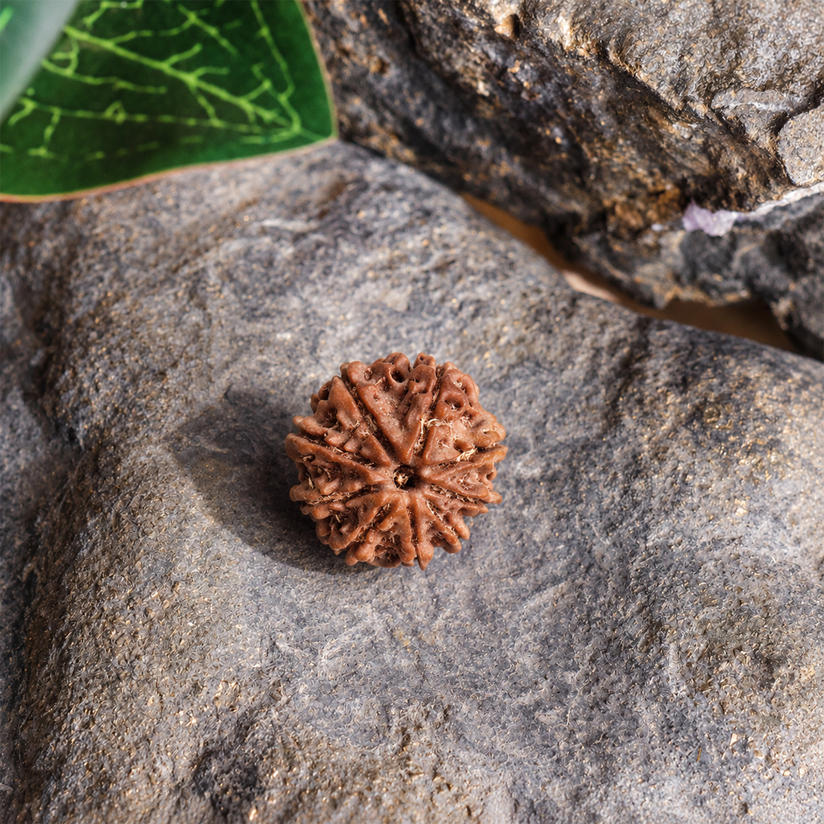Nine Face Rudraksha (5) nine face rudraksha
