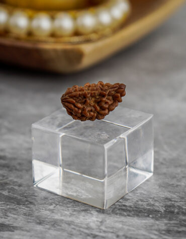 one face rudraksha