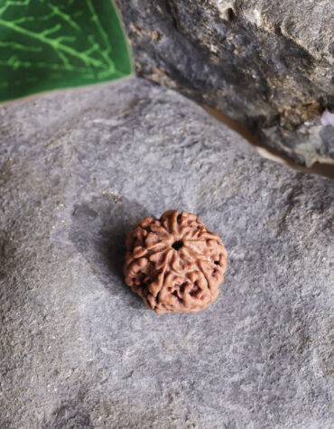 six face rudraksha