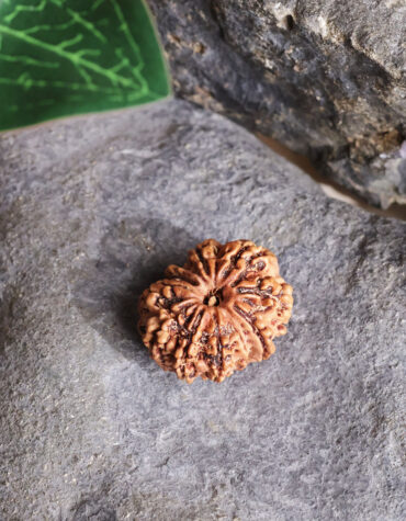 ten face rudraksha