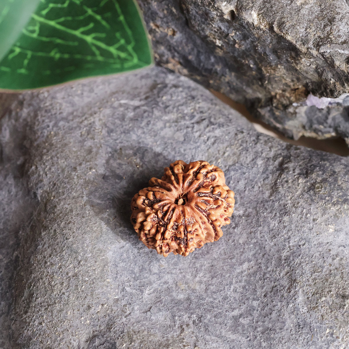 Ten Face Rudraksha-Shubhanjali Store (1) ten face rudraksha