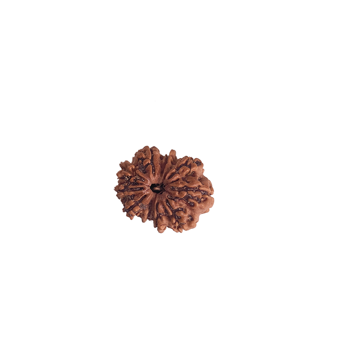 Ten Face Rudraksha-Shubhanjali Store (4) ten face rudraksha
