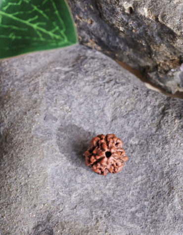 three face rudraksha