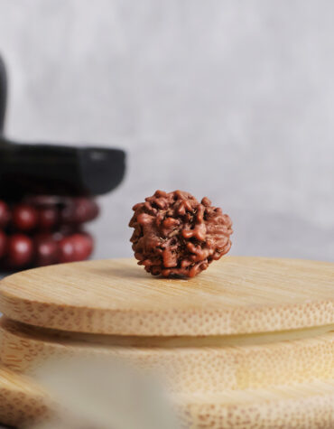 three face rudraksha