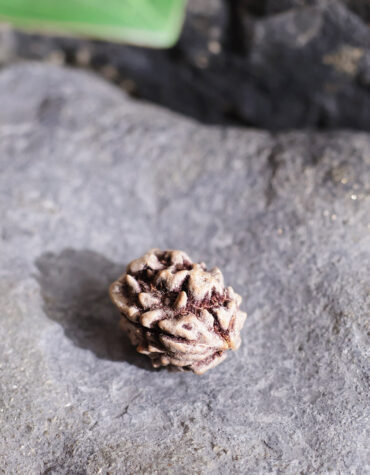 two face rudraksha