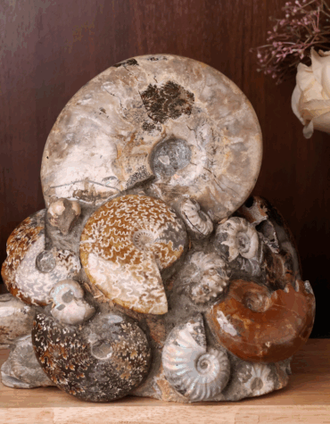 ammonite family cluster