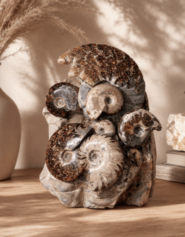 ammonite family cluster
